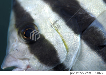 Ishidai（幼魚） 34027