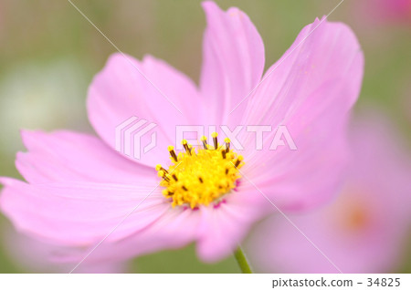 秋天的櫻桃樹 34825