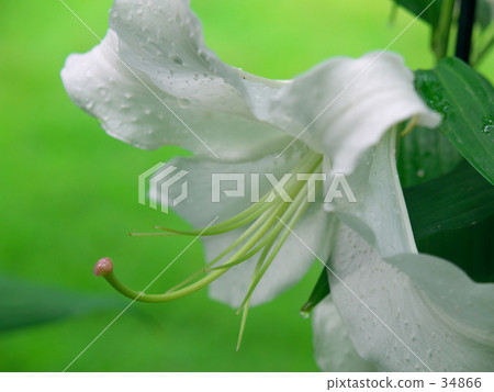 White lily Casablanca White lily Casablanca 34866