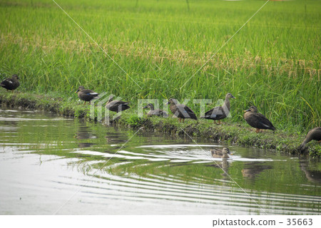 Rice potato farming method Rice potato farming method 35663