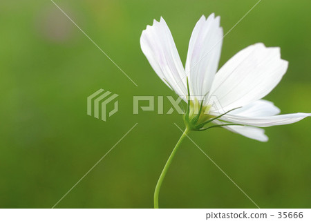 Cosmos Cosmos 35666