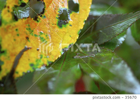 Wet with the rain of autumn 35670
