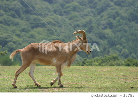 Burberry sheep 35783