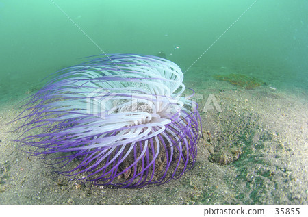 Murasaki Hana Ginkaku Murasaki Hana Ginkaku 35855