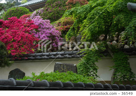 Azalea and temples 36549