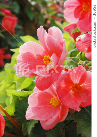 Happy color flowers 36958