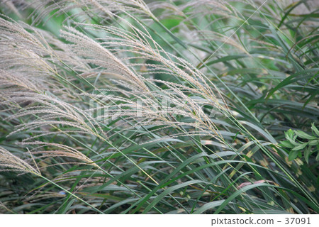 Miscanthus Miscanthus 37091