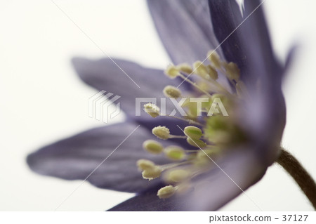 海葵pseudoaltaica 37127