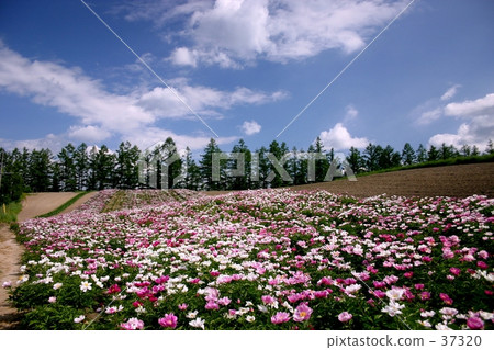Enjoy the flower garden of Biei Enjoy the flower garden of Biei 37320