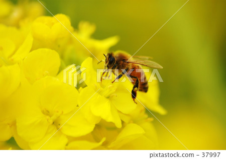 一隻蜜蜂的工作 37997