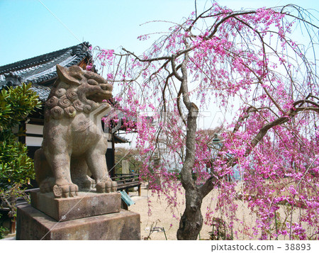 在Zenzenji的櫻花在京都 38893