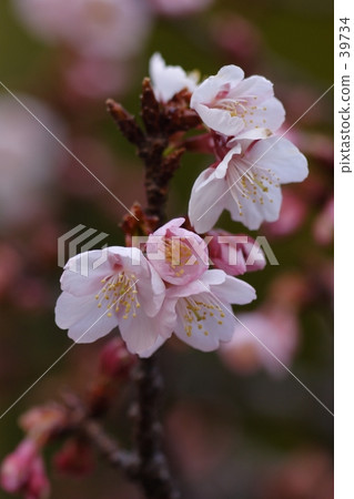 Cherry blossoms 39734