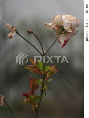 A beautiful death 40160