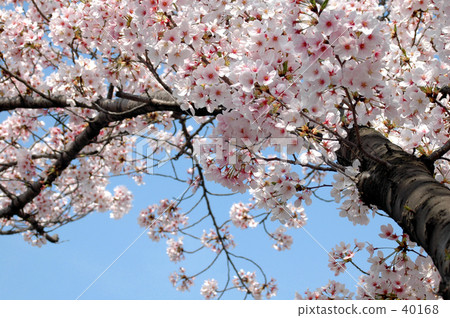 Spring full bloom  40168