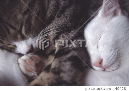 Two cats sleeping 40428