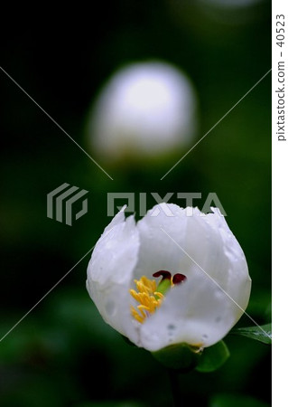 chinese peony, mountain peony, bloom 40523