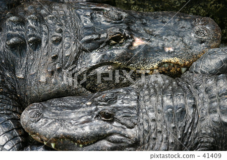 crocodile crocodile 41409