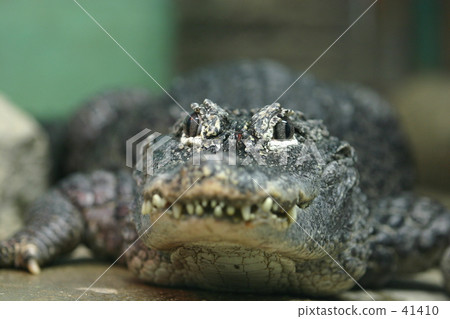 crocodile crocodile 41410