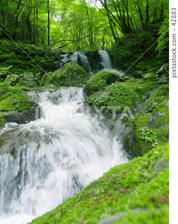 Mountain stream of Okuyama valley 42883