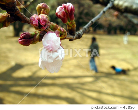 Spring has come! Spring has come! 43850