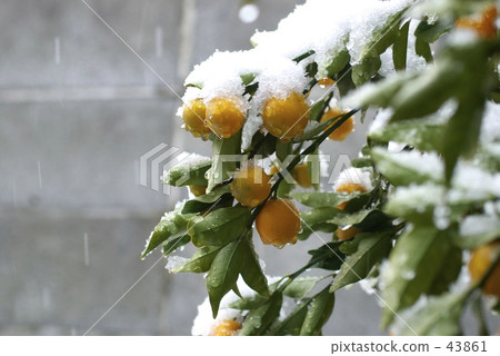 雪將在Kanchan堆積 雪將在Kanchan堆積 43861