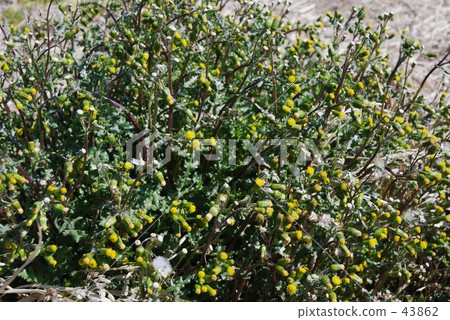 我的Numata Rice·春天noborogiki 43862