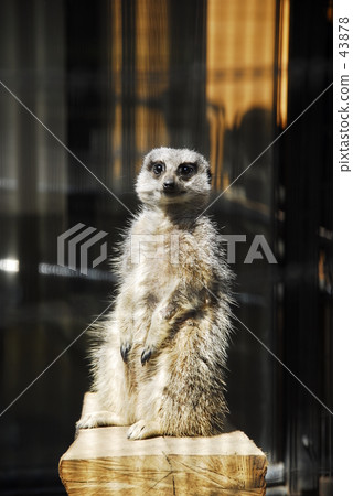 meerkat  43878