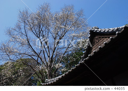 Mine Numata Rice · Spring Kobushi 44035