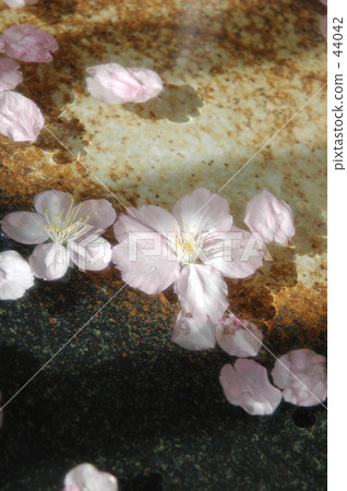 Floating sakura_A 44042