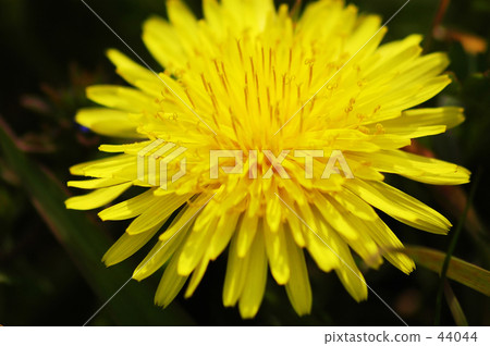 Dandelion 44044