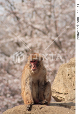 Cherry blossoms and monkeys 44234