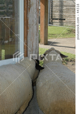 sheep sheep 44318