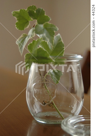 Ivy in a glass bowl on the table 44324