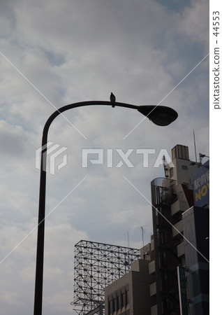 鴿子路燈 鴿子路燈 44553