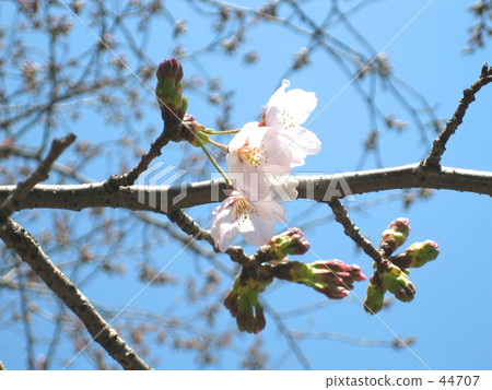 Flowering declaration. 44707