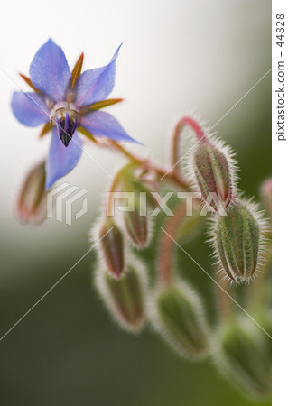Borage flower 44828