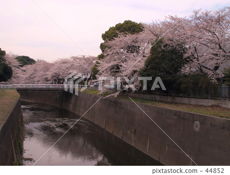 Cherry blossoms on the riverside 44852