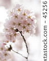 櫻花 45256
