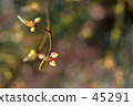 春蕾 45291