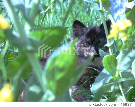 Thermal gaze Thermal gaze 46957