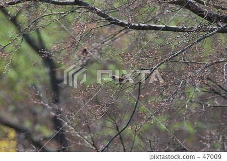 我的Numata Rice·春天 我的Numata Rice·春天 47009