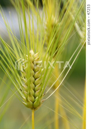 wheat, botanic, botanical 47253