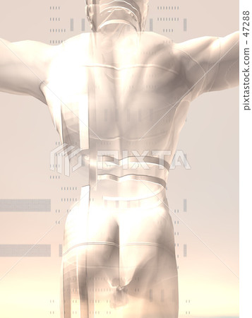 Human body 47288
