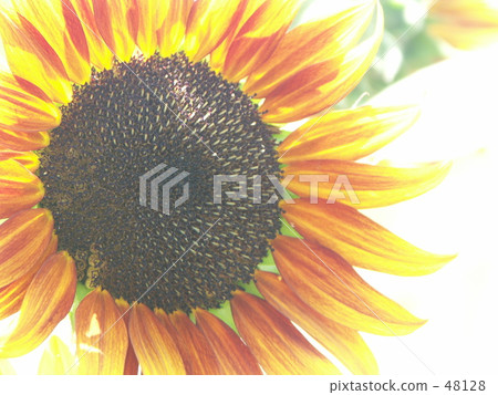 活力 快樂 明亮 48128