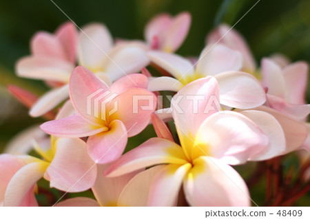 Plumeria 48409