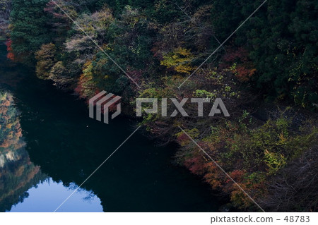 秋天的樹葉 秋天的樹葉 48783