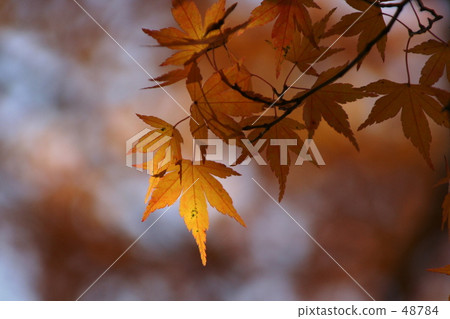 秋天的樹葉 48784