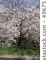 櫻花2 49675