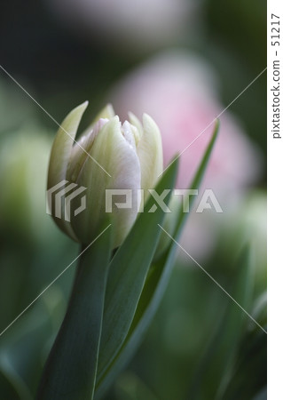 One drop (tulip) 51217