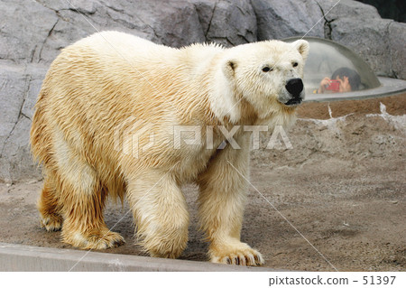 北極熊 51397